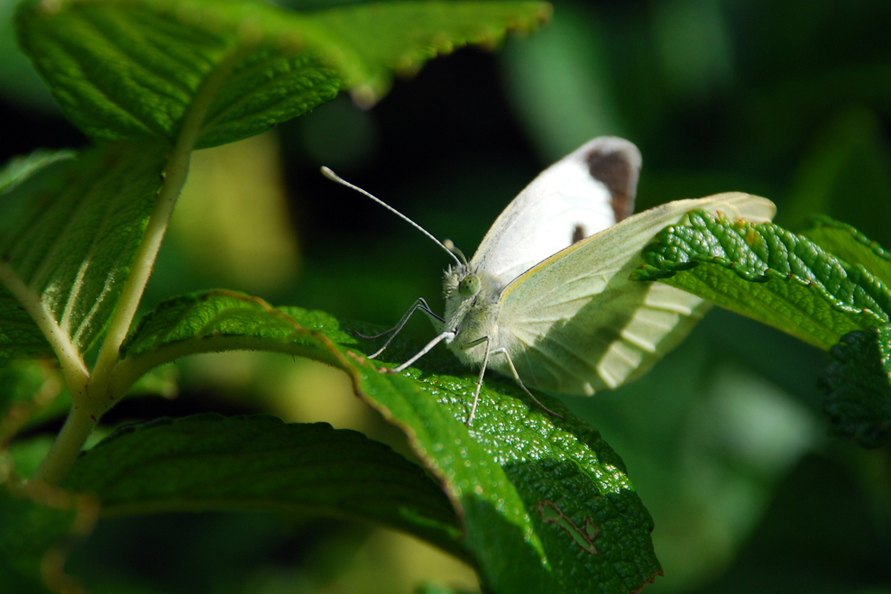 Identify British Butterflies | The Wildlife Trusts